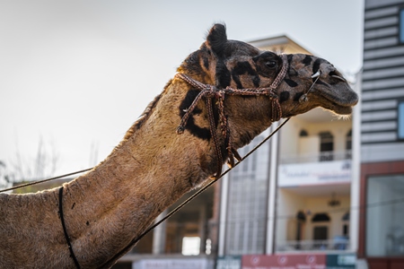 Head of working camel with patterned face in harness standing on urban city street