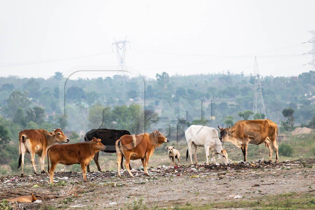 Cows eating from a garbage dump in a rural setting