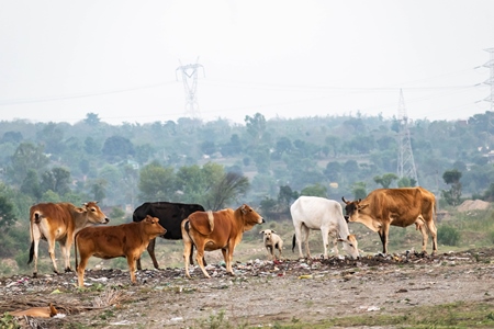 Cows eating from a garbage dump in a rural setting