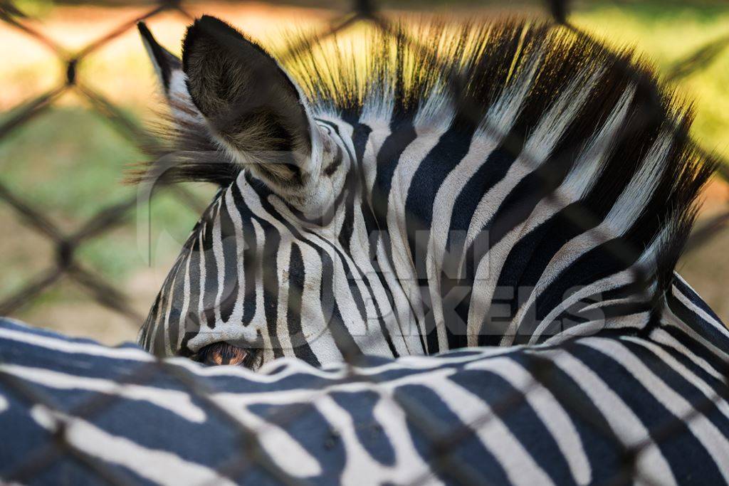 Close up of single, lonely male zebra kept in enclosure in Patna zoo