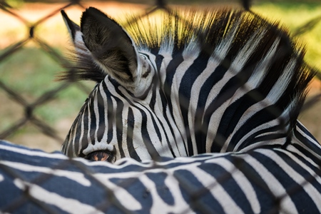 Close up of single, lonely male zebra kept in enclosure in Patna zoo