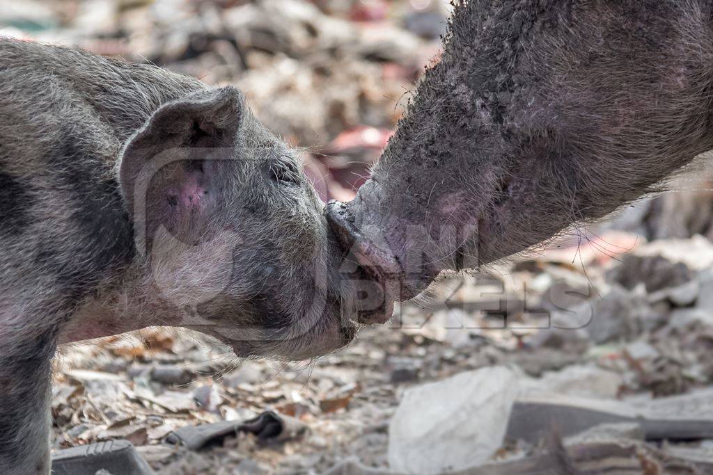 Mother and baby urban feral city pigs