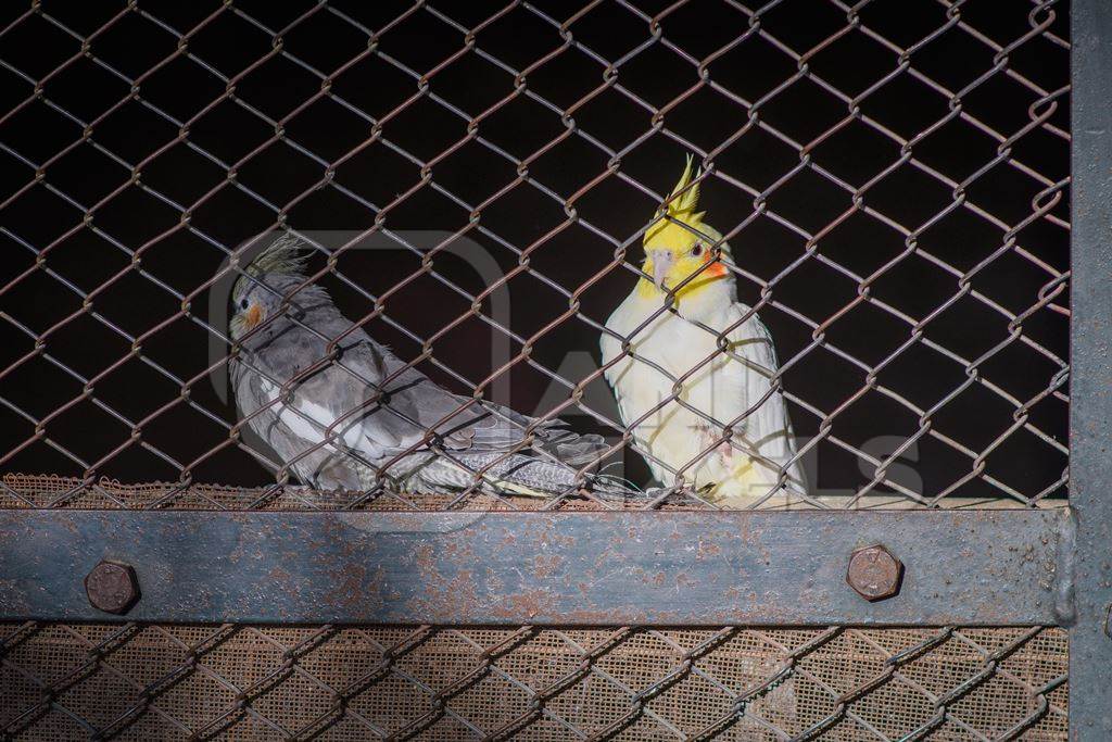 Captive cockatiels behind bars of enclosure at Machia Biological Park (Jodhpur Zoo), Jodhpur, Rajasthan, India, 2022