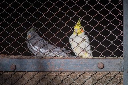 Captive cockatiels behind bars of enclosure at Machia Biological Park (Jodhpur Zoo), Jodhpur, Rajasthan, India, 2022