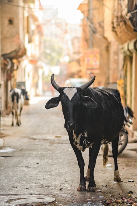 Indian street cow or bullock in narrow street in the urban city of Jaipur, India, 2022