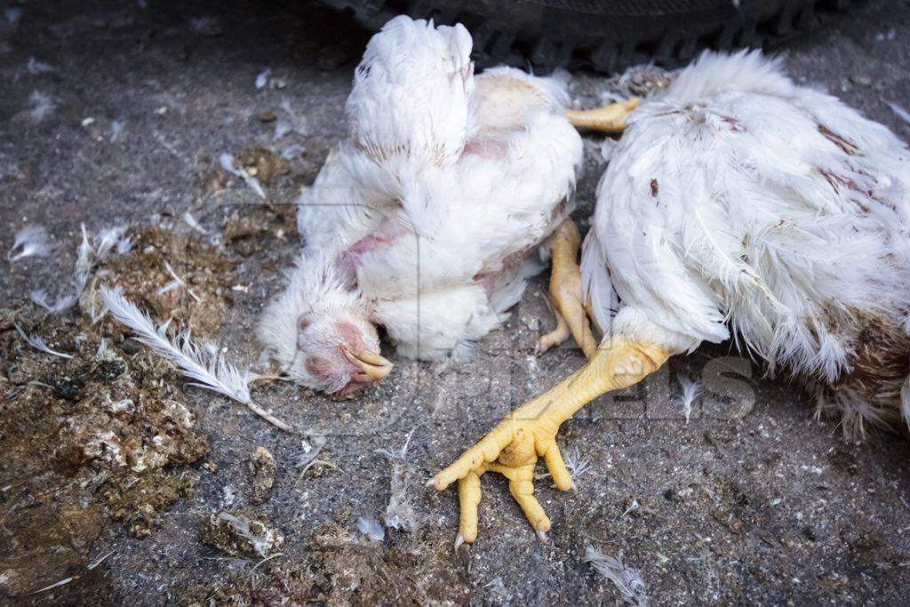 Dead broiler chickens on the ground fallen from transport trucks near Crawford meat market in urban city