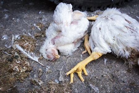 Dead broiler chickens on the ground fallen from transport trucks near Crawford meat market in urban city