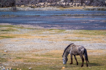 Indian horse grazing on grass with landscape background in Ladakh in the Himalaya mountains
