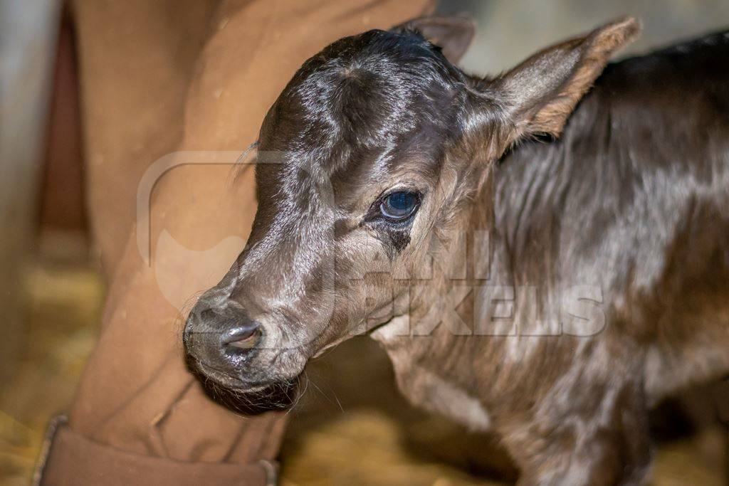 Small cute brown dairy calf with farmer in a barn in a dairy in rural village