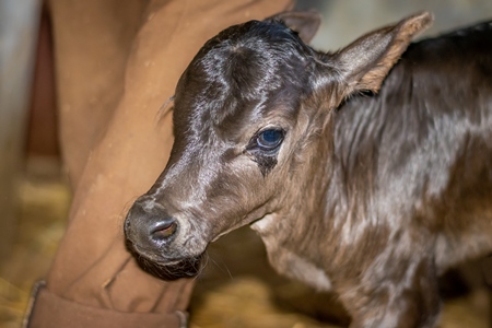 Small cute brown dairy calf with farmer in a barn in a dairy in rural village