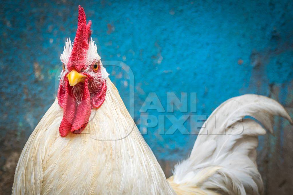 Chicken or rooster in the street with blue wall background in the city of Mumbai in India