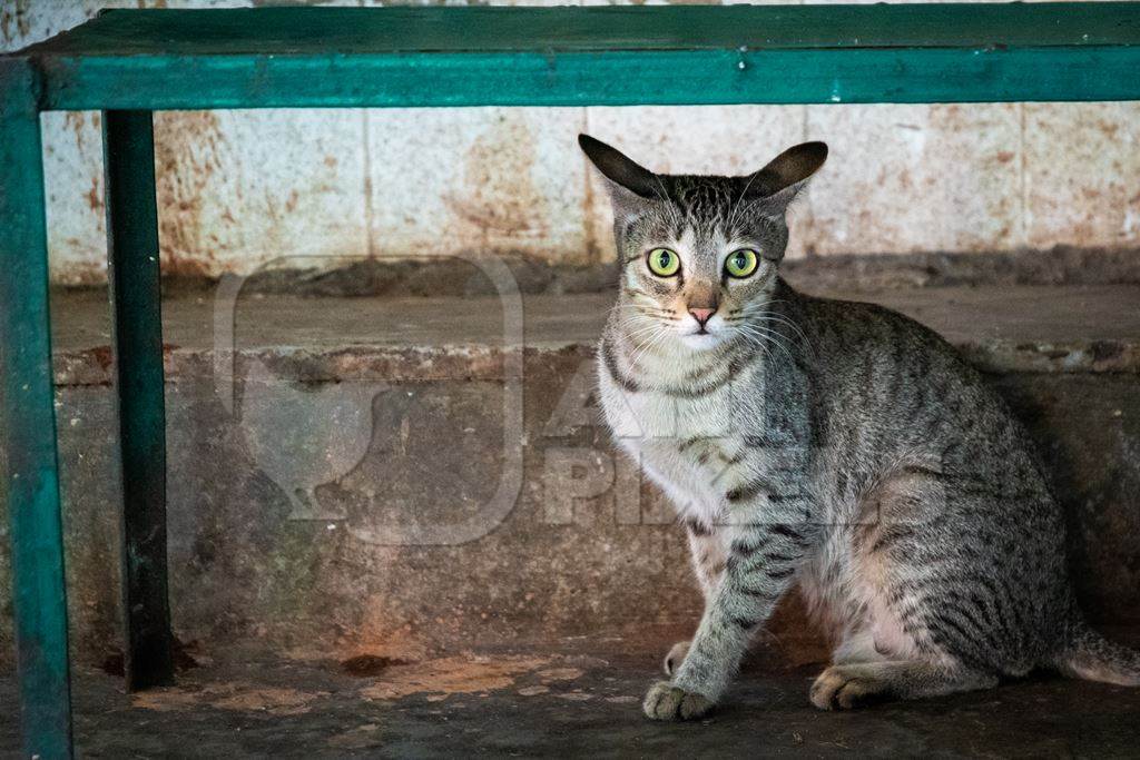 Tabby street cat at chicken meat market