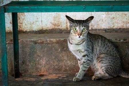 Tabby street cat at chicken meat market