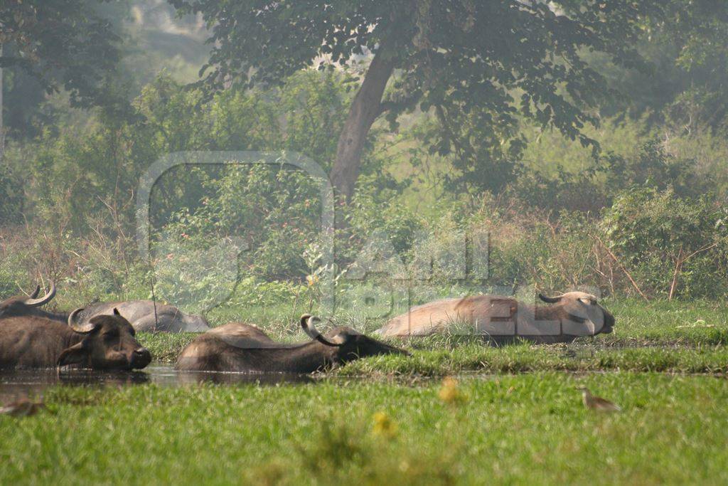 Many water buffalo wallowing in a lake with green vegetation