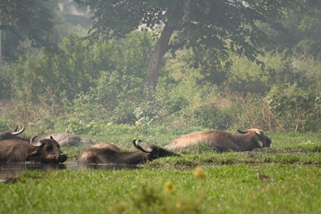 Many water buffalo wallowing in a lake with green vegetation