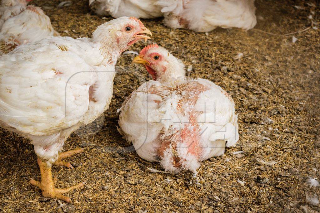 White broiler chickens raised for meat on a large poultry broiler farm in Maharashtra in India