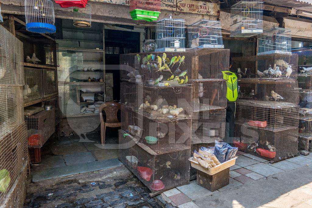 Pet shop with stacks of cages selling birds and mammals in dirty unhygienic conditions at Crawford pet market in Mumbai