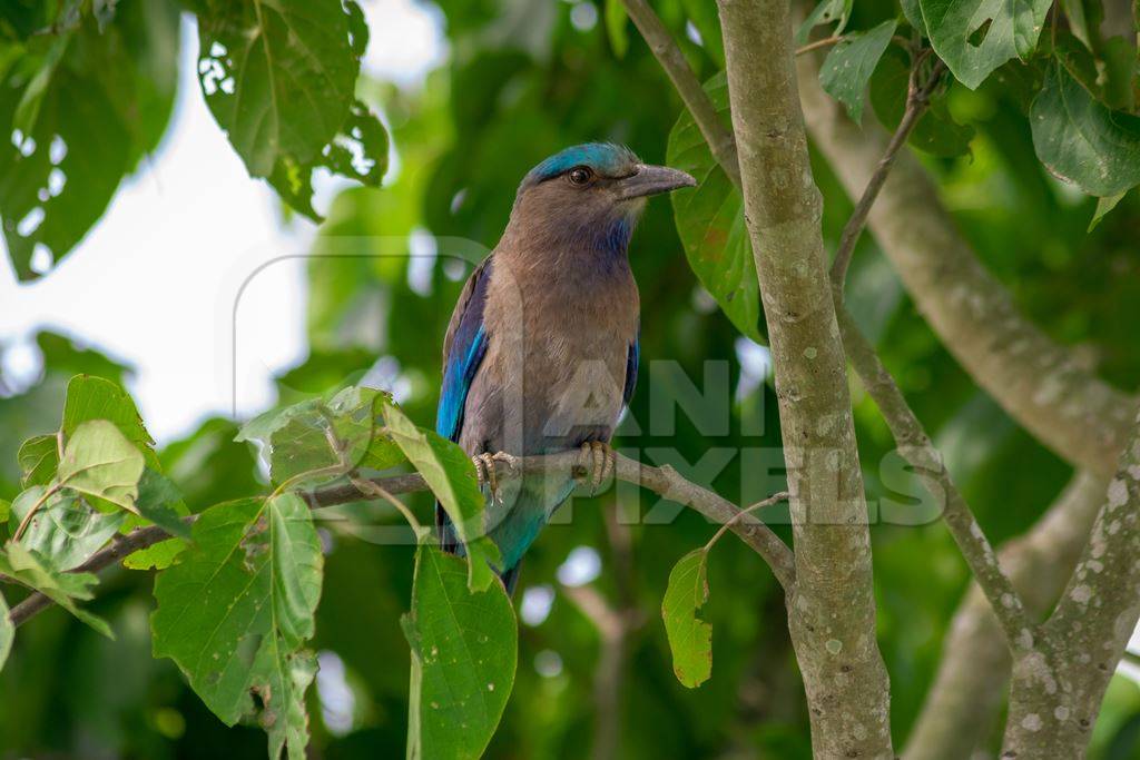 Photo of Indian roller bird sitting in green tree in Kaziranga National Park in Assam in India