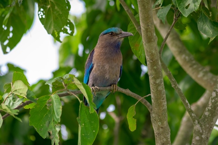 Photo of Indian roller bird sitting in green tree in Kaziranga National Park in Assam in India