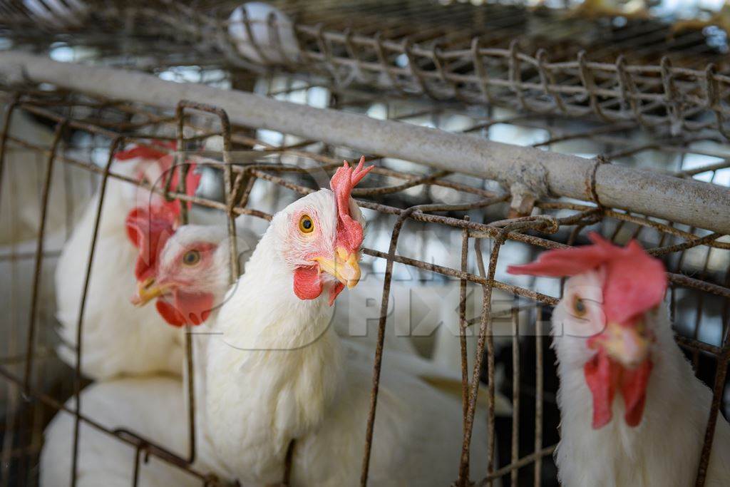 An Indian chicken or layer hen looks out from a battery cage on an egg farm on the outskirts of Ajmer, Rajasthan, India, 2022