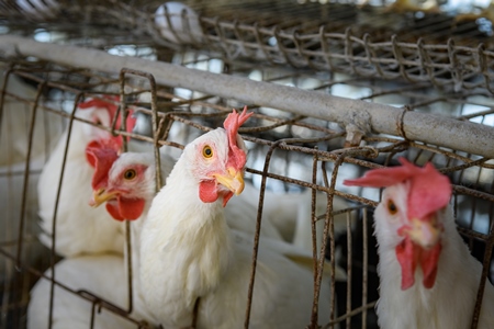 An Indian chicken or layer hen looks out from a battery cage on an egg farm on the outskirts of Ajmer, Rajasthan, India, 2022