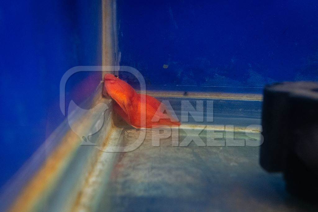 Orange fish lying in the corner of a tank at an underwater fish tunnel expo aquarium in Pune, Maharashtra, India, 2024