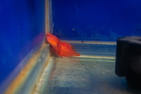 Orange fish lying in the corner of a tank at an underwater fish tunnel expo aquarium in Pune, Maharashtra, India, 2024