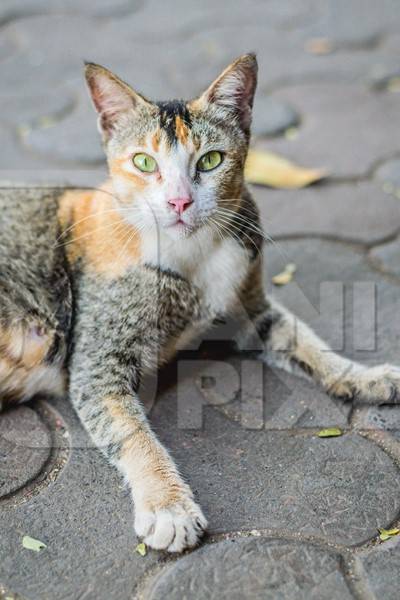 Tortoiseshell and white multicoloured street cat on street in Mumbai