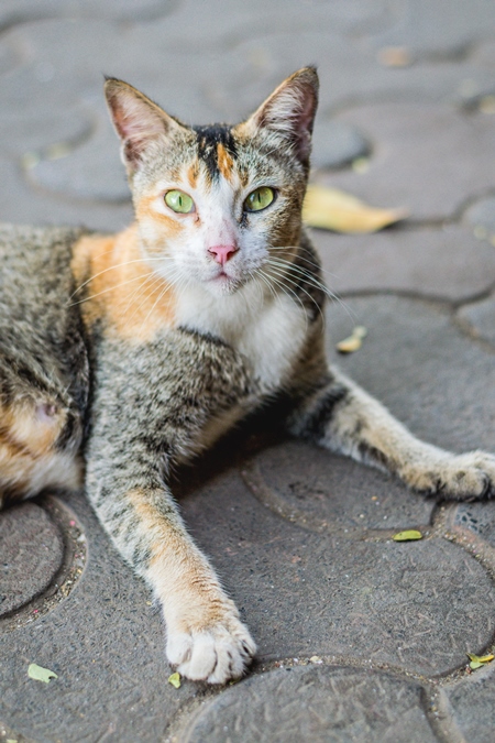 Tortoiseshell and white multicoloured street cat on street in Mumbai