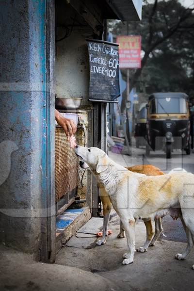 Indian street or stray pariah dogs being fed outside a chicken meat shop in Pune, India, 2021