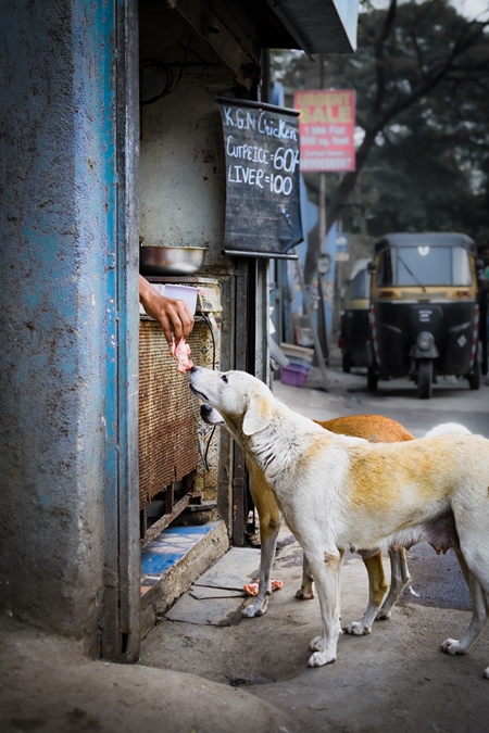 Indian street or stray pariah dogs being fed outside a chicken meat shop in Pune, India, 2021
