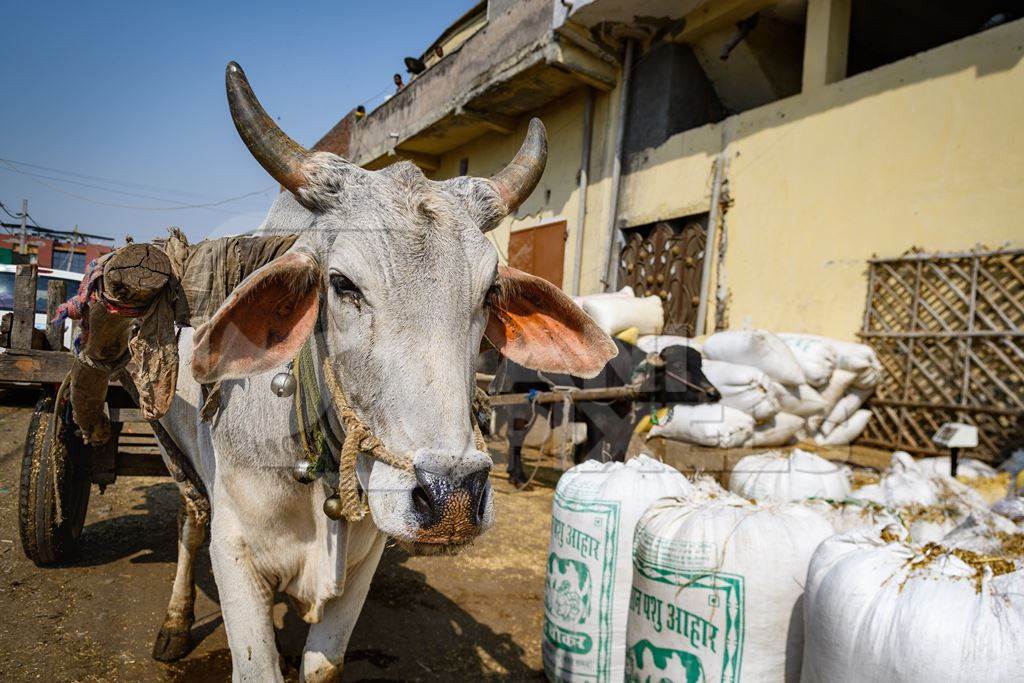 Indian working bullock used for animal labour to pull carts, at Ghazipur Dairy Farm, Delhi, India, 2022