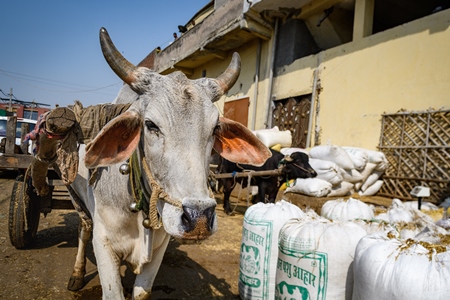 Indian working bullock used for animal labour to pull carts, at Ghazipur Dairy Farm, Delhi, India, 2022