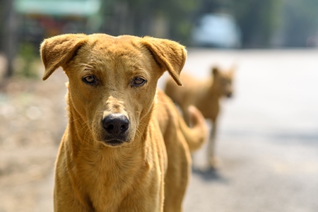 Close up portrait of Indian street or stray pariah dog on the road in urban city in Maharashtra, India, 2022