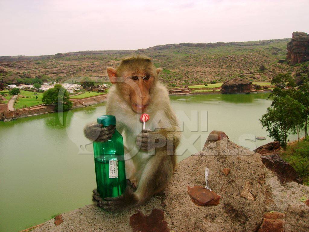 Macaque monkey given bottle and lollipop by tourist