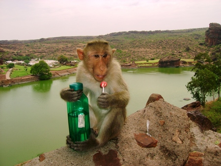 Macaque monkey given bottle and lollipop by tourist