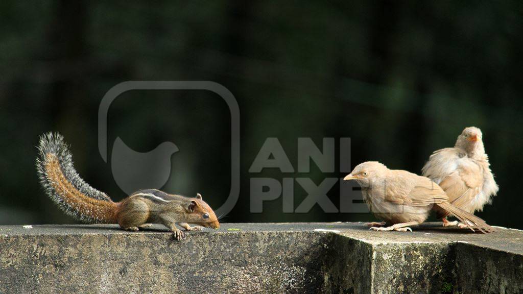 Indian palm squirrel and jungle babblers sitting on wall