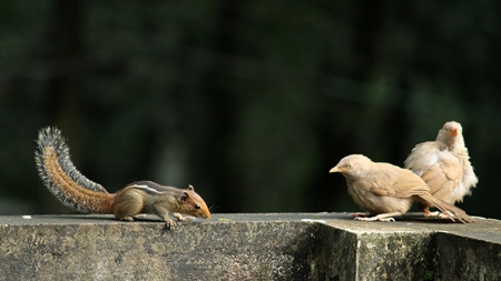 Indian palm squirrel and jungle babblers sitting on wall