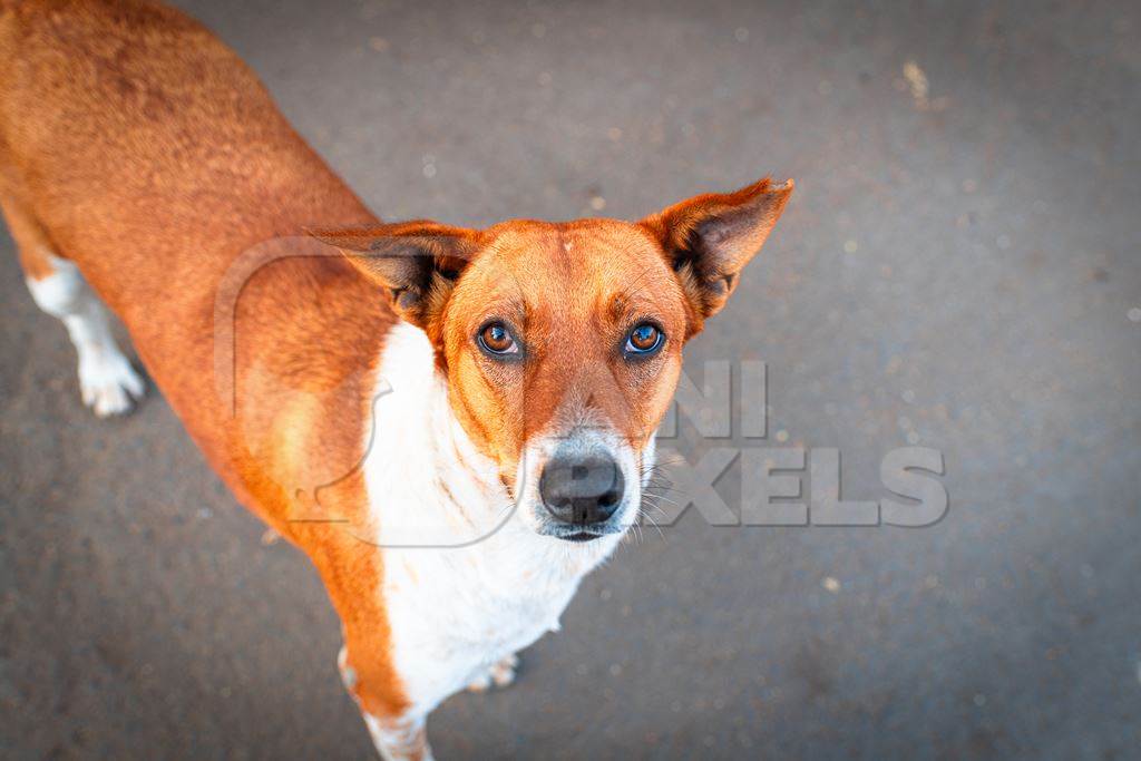 Indian street dog or stray pariah dog on the road in the city of Pune, Maharashtra, India, 2024