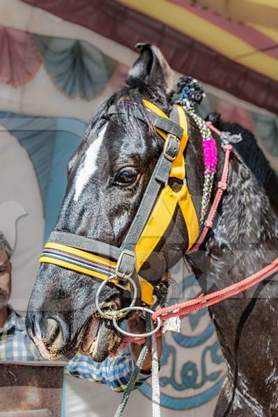 Indian horse with illegal spiked bit or thorn bit at Nagaur Cattle Fair, Nagaur, Rajasthan, India, 2022