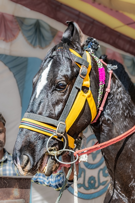 Indian horse with illegal spiked bit or thorn bit at Nagaur Cattle Fair, Nagaur, Rajasthan, India, 2022