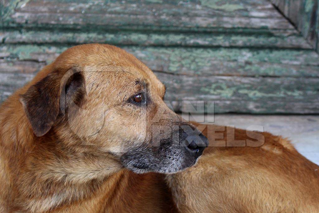 Brown old street dog lying on street