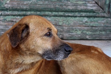 Brown old street dog lying on street