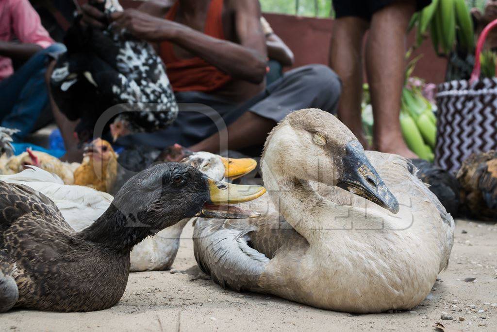 Ducks on sale for meat at an animal market