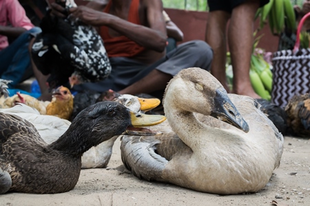 Ducks on sale for meat at an animal market