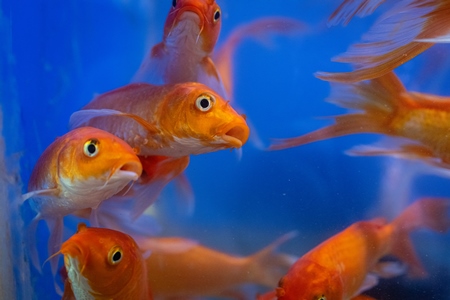 Orange goldfish in a tank at an underwater fish tunnel expo aquarium in Pune, Maharashtra, India, 2024