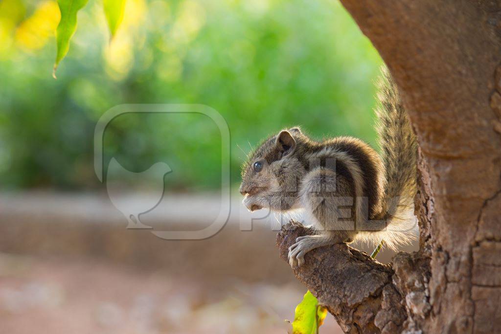 Cute Indian palm squirrel sitting in tree