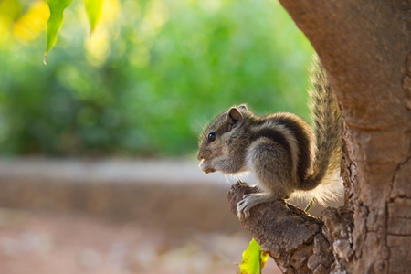 Cute Indian palm squirrel sitting in tree