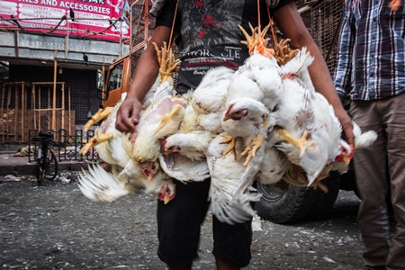 Broiler chickens raised for meat being unloaded from transport trucks near Crawford meat market