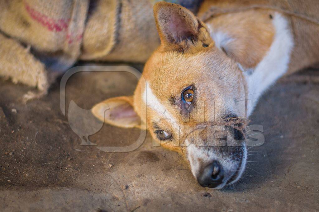 Dogs tied up in sacks on sale for meat at dog market